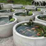 Read more about the article Memanfaatkan Buis Beton untuk Kolam Ikan
