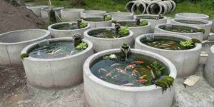Read more about the article Memanfaatkan Buis Beton untuk Kolam Ikan